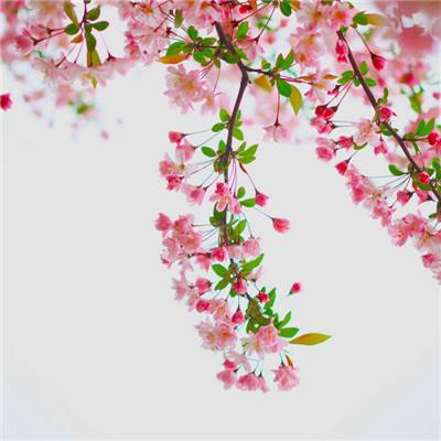 im电竞官方网站入口